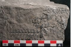 Foto (Detailansicht) von Sphenopteris trifoliata Brongniart (NHMW-GEO-2024-0188-10802)